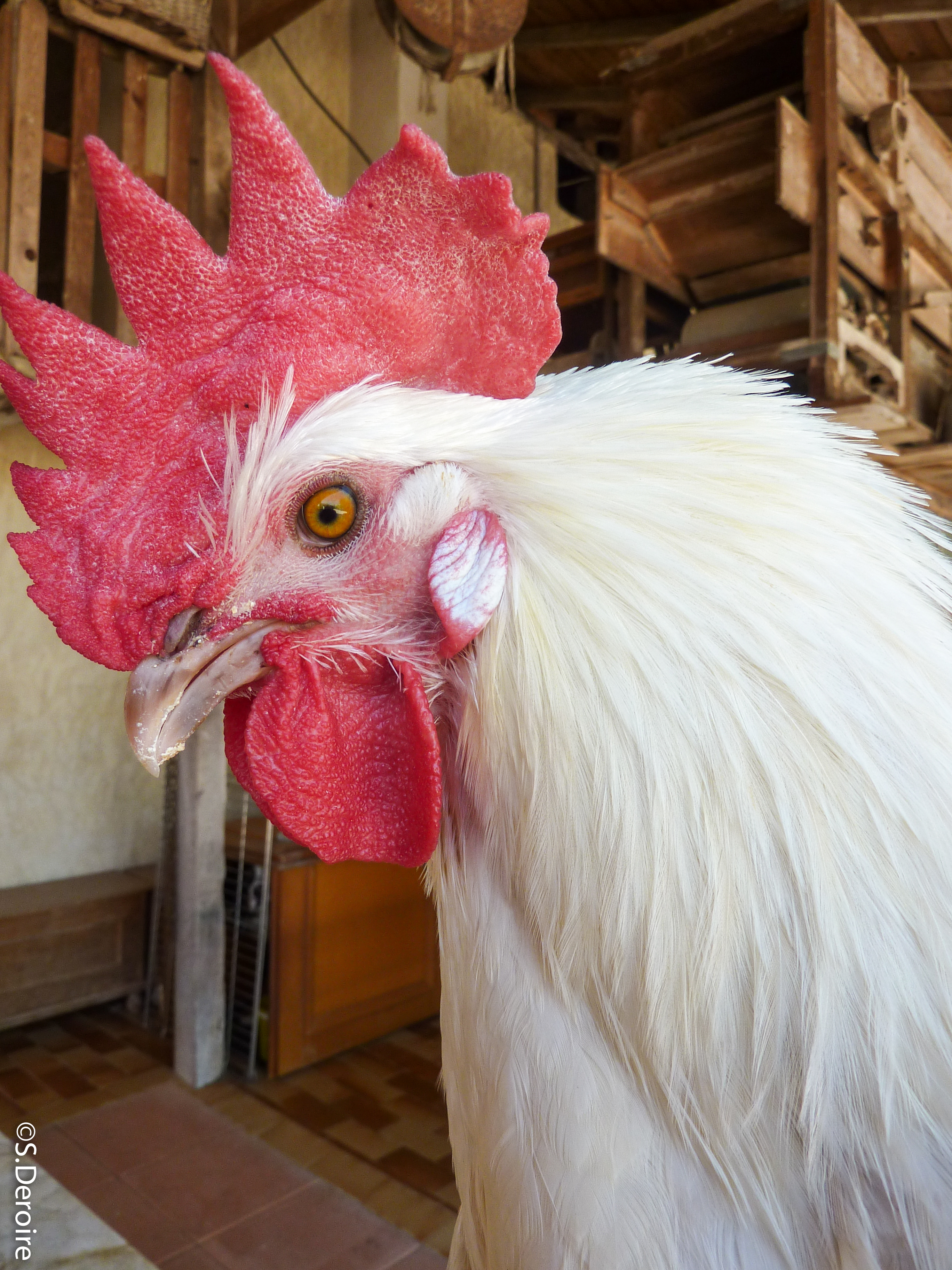 Les Glorieuses de Bresse - Chapon de Bresse 