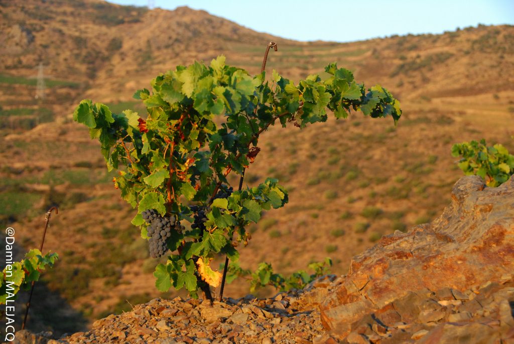 Terres des templiers - Grenache au lever du jour