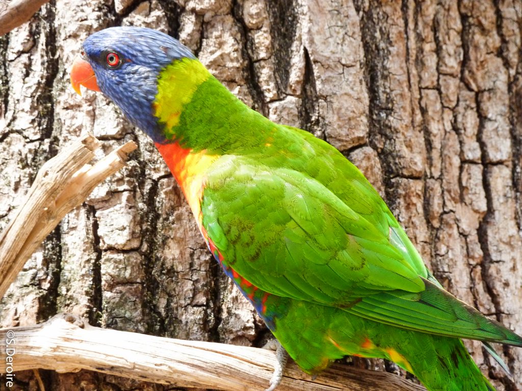 Les Glorieuses de Bresse - Lori arc en ciel Parc des oiseaux 