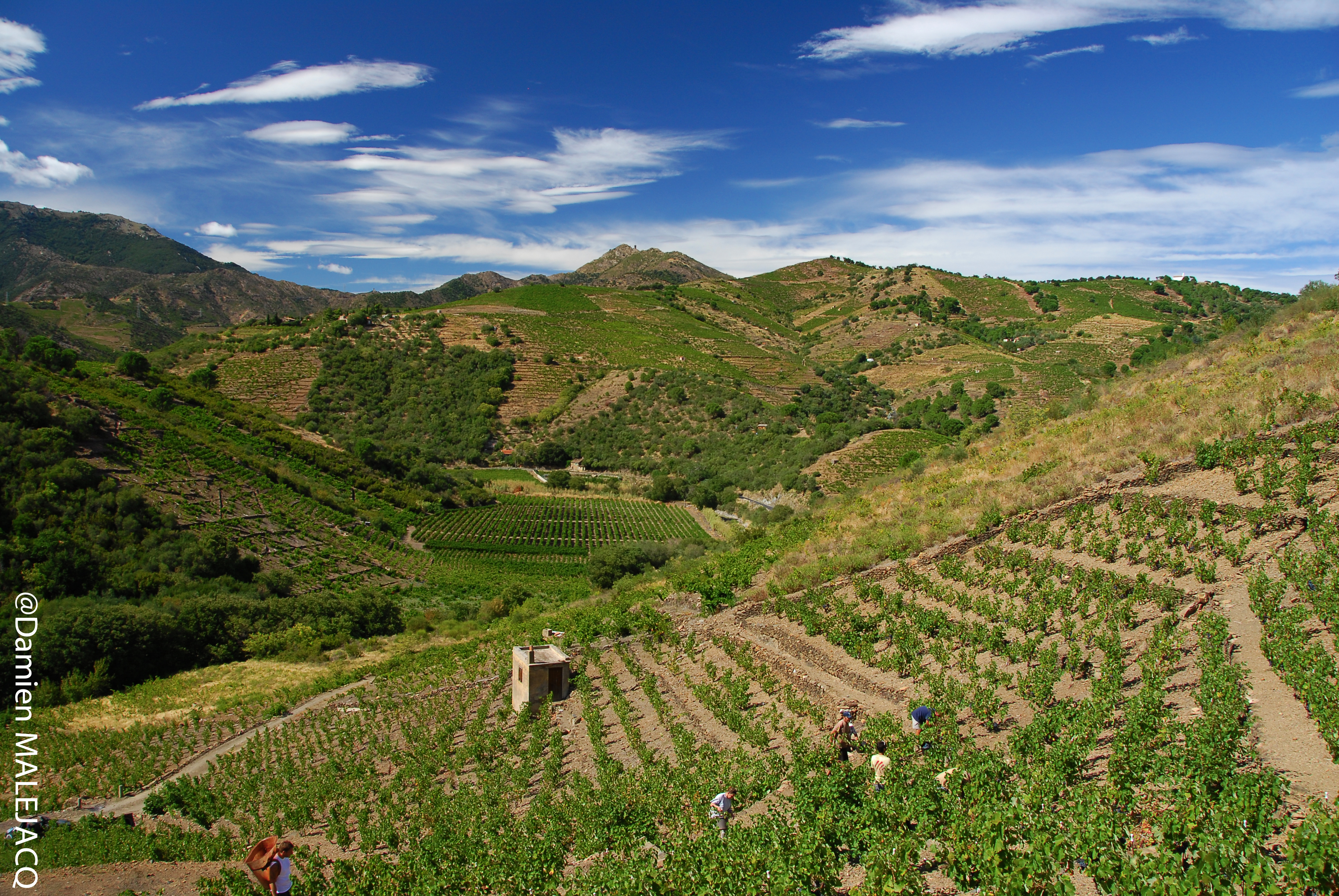 Cave des Terres Templiers - Vignes coteaux collioure banyuls 