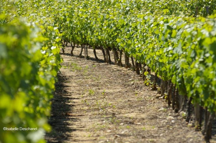 Vignoble Arsac ardechois@isabelle deschasnel